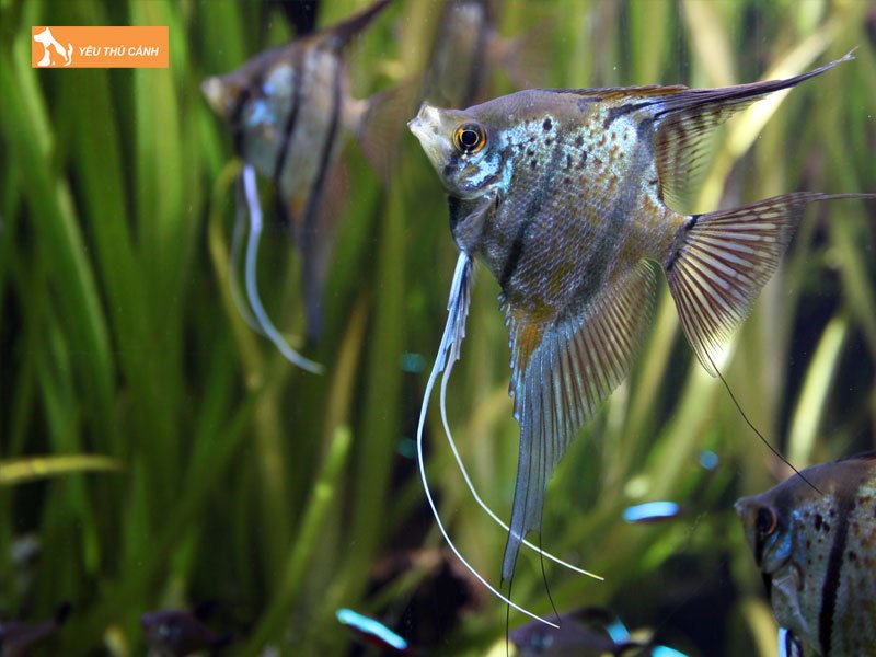 dac-diem-cua-ca-ong-tien-thucanh