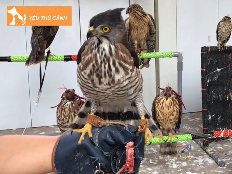 dac-diem-cua-chim-ung-an-thucanh