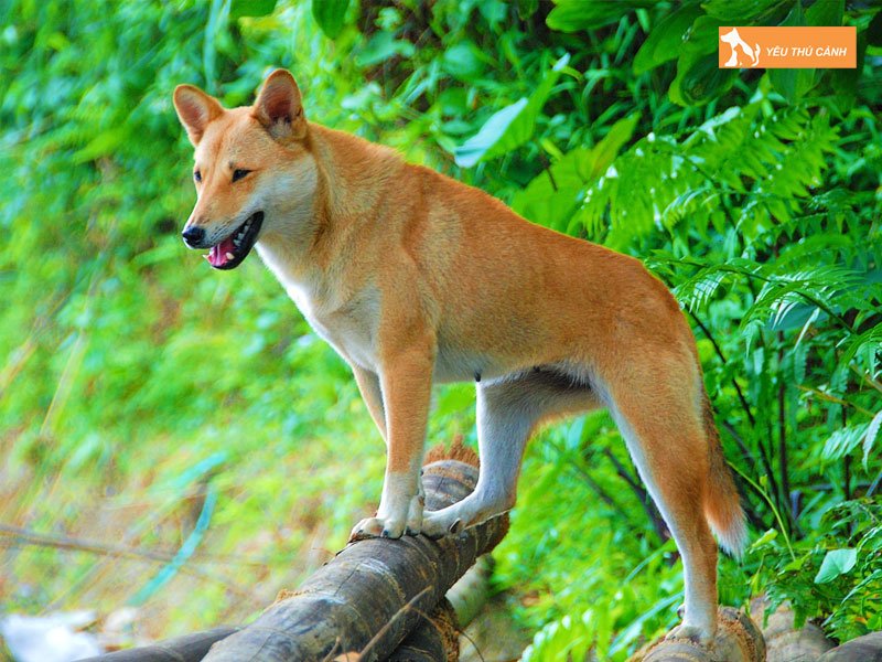 dac-diem-cua-cho-lai-song-ma-1-thucanh