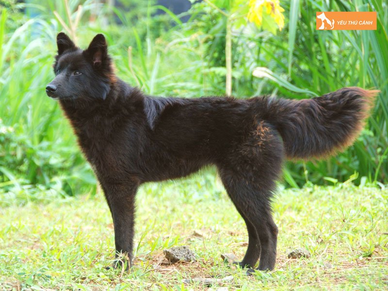 dac-diem-cua-cho-lai-song-ma-thucanh