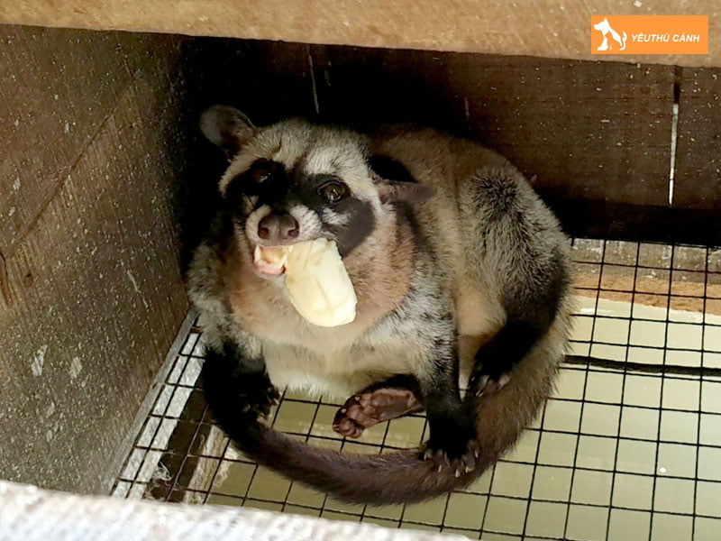 dac-diem-cua-chon-muop-thucanh