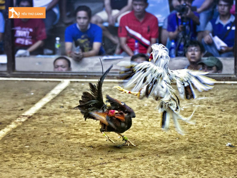 dac-diem-cua-ga-choi-thai-lan-thucanh