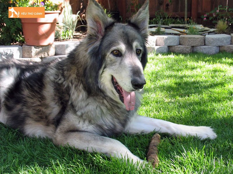 dac-diem-cua-giong-cho-lai-soi-thucanh