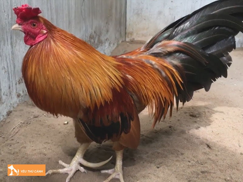 dac-diem-cua-giong-ga-cao-lanh-thucanh