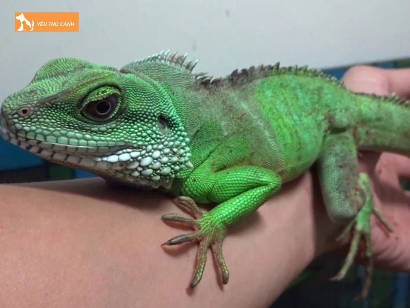 dac-diem-cua-ky-tom-thucanh