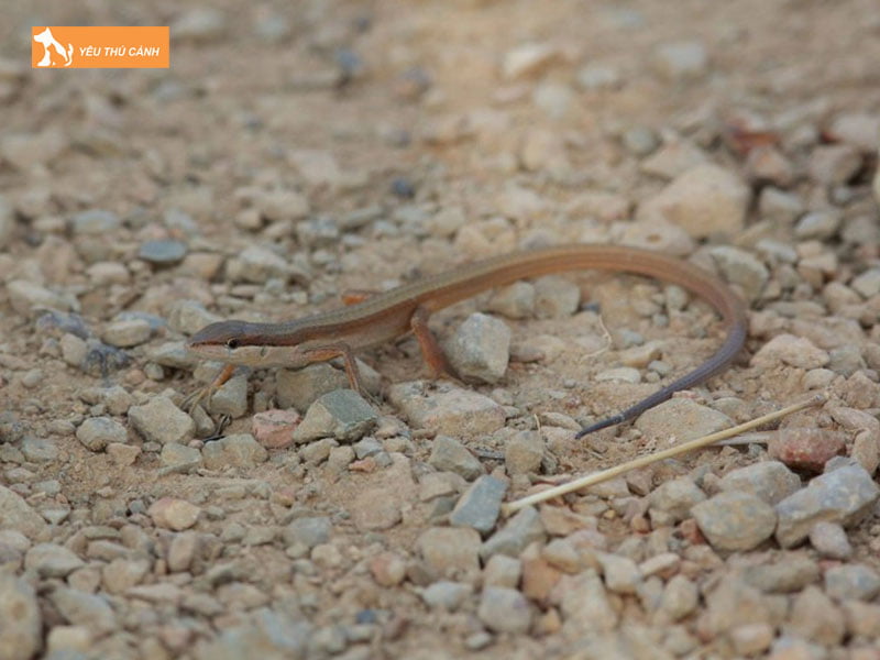 dac-diem-cua-ran-liu-diu-1-thucanh