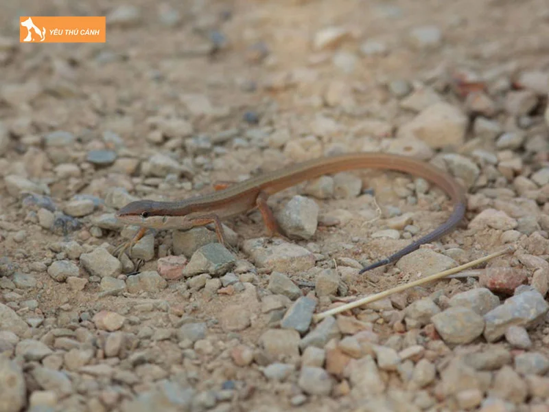 dac-diem-cua-ran-liu-diu-1-thucanh