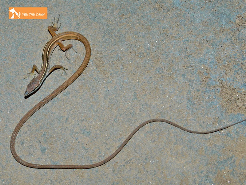 dac-diem-cua-ran-liu-diu-thucanh