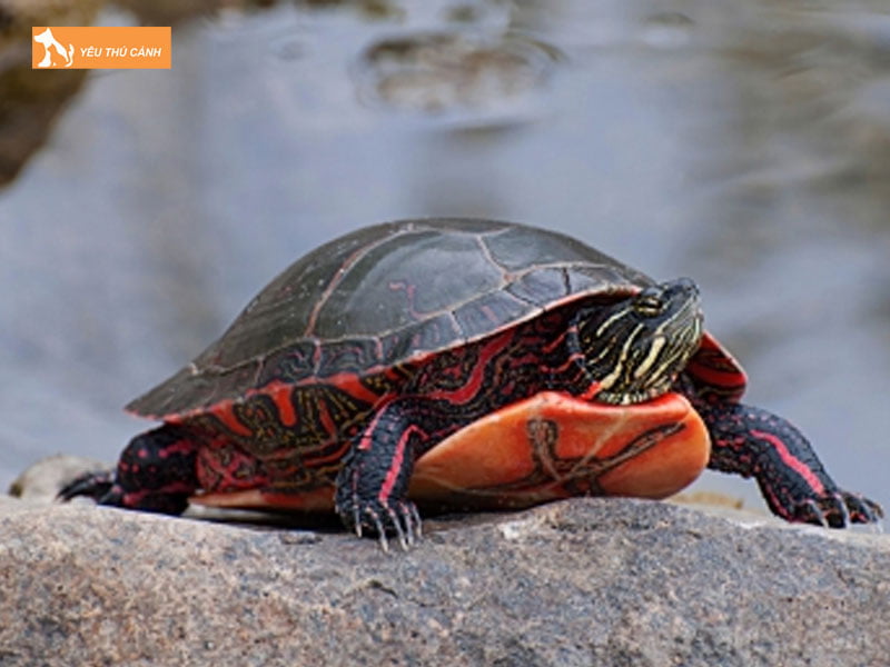 Dac-diem-cua-rua-bung-do-florida-thucanh