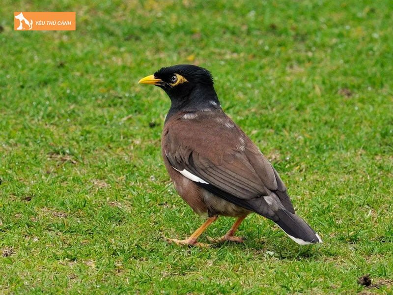 dac-diem-cua-sao-nau-thucanh