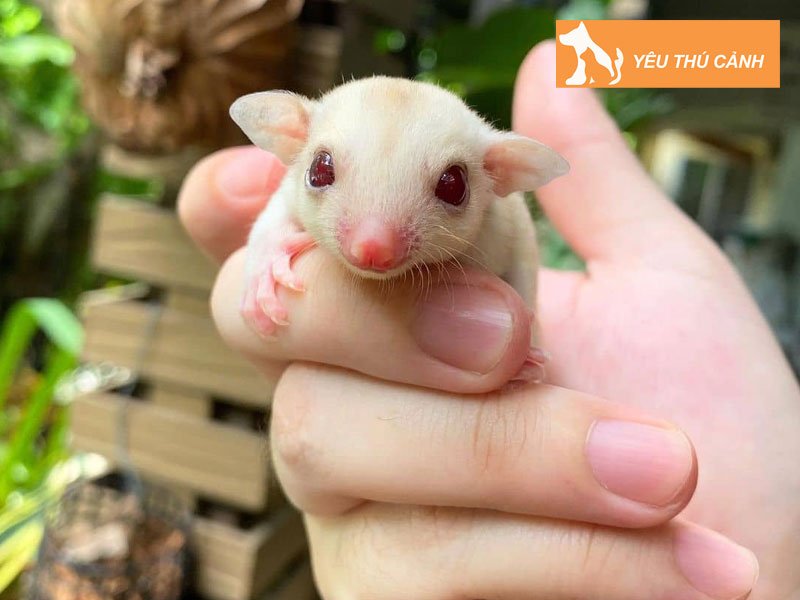 dac-diem-cua-soc-bay-uc-1-thucanh