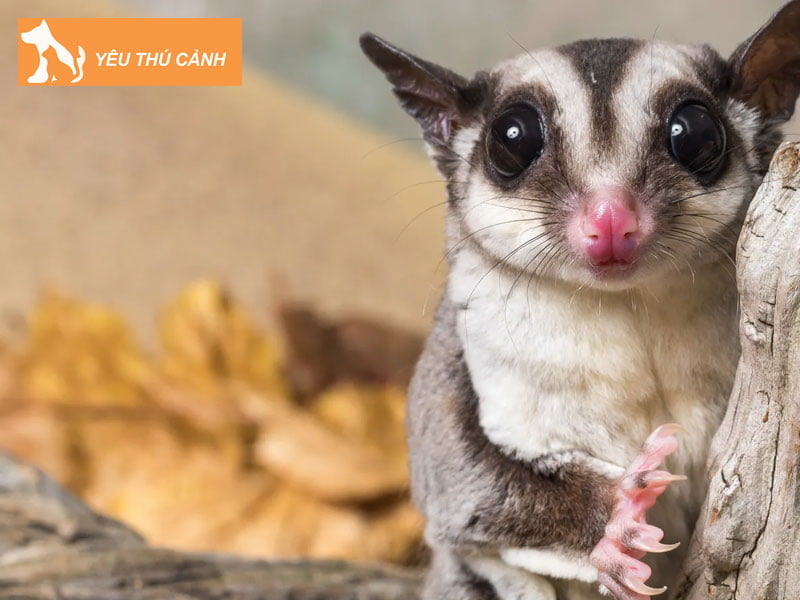 dac-diem-cua-soc-bay-uc-2-thucanh