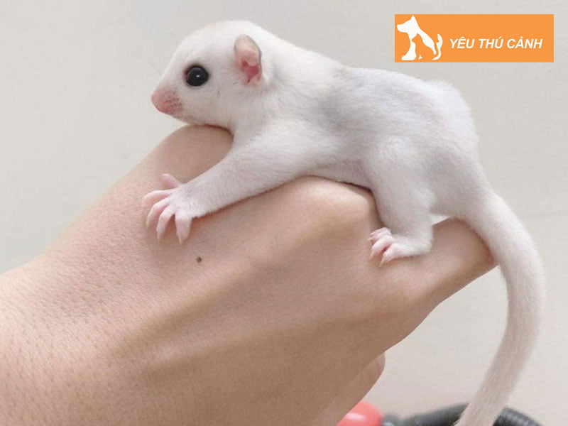 dac-diem-cua-soc-bay-uc-thucanh