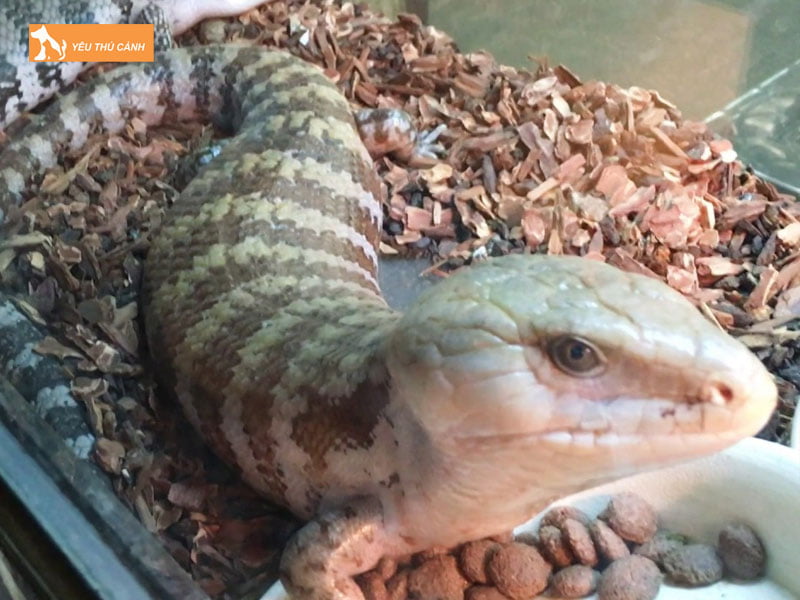 dac-diem-cua-than-lan-luoi-xanh-thucanh