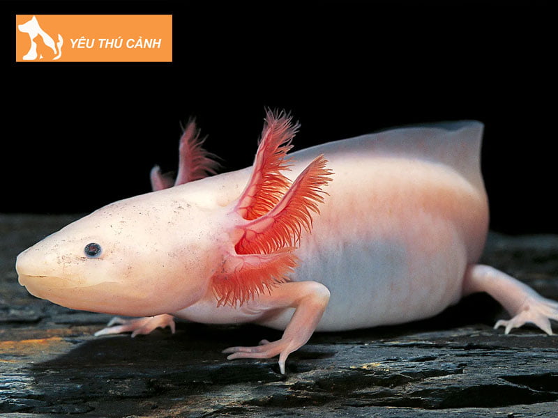 dac-diem-ky-nhong-mexico-1-thucanh