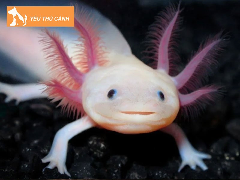 dac-diem-ky-nhong-mexico-thucanh