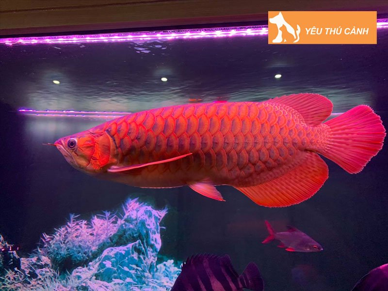 dac-diem-noi-bat-cua-ca-kim-long-1-thucanh