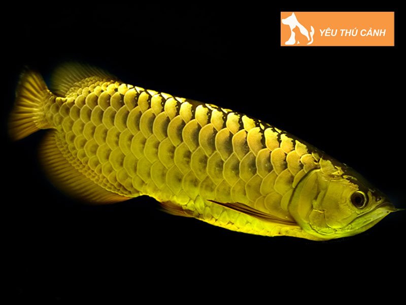 dac-diem-noi-bat-cua-ca-kim-long-thucanh