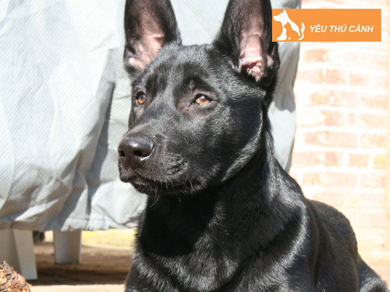 dac-diem-tinh-cach-cua-cho-malinois-den-thucanh