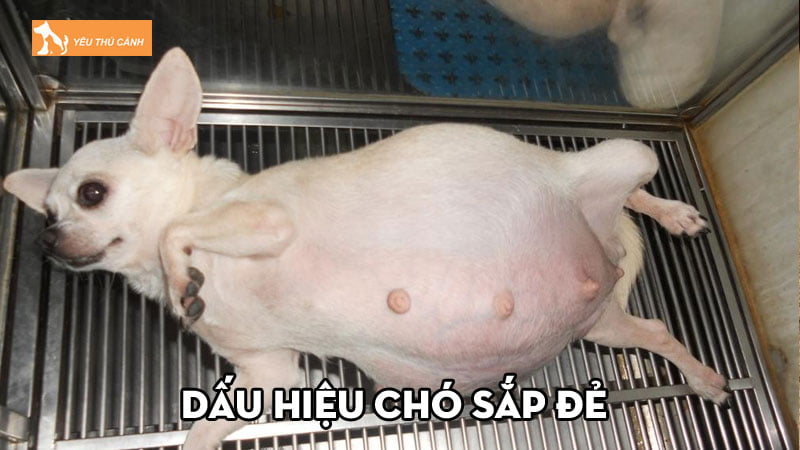 dau-hieu-cho-sap-de-va-nhung-dieu-lien-quan-can-biet-thucanh