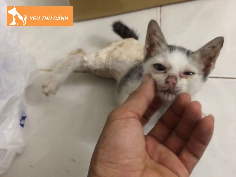 dau-hieu-meo-bi-gay-chan-gay-xuong-ran-xuong-thucanh