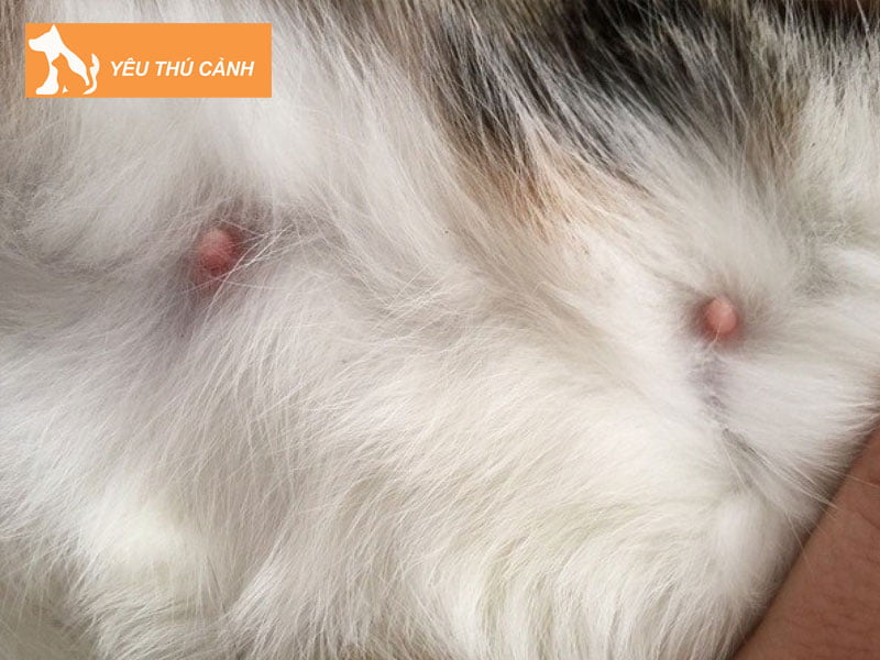 dau-hieu-nhan-biet-meo-cang-sua-thucanh