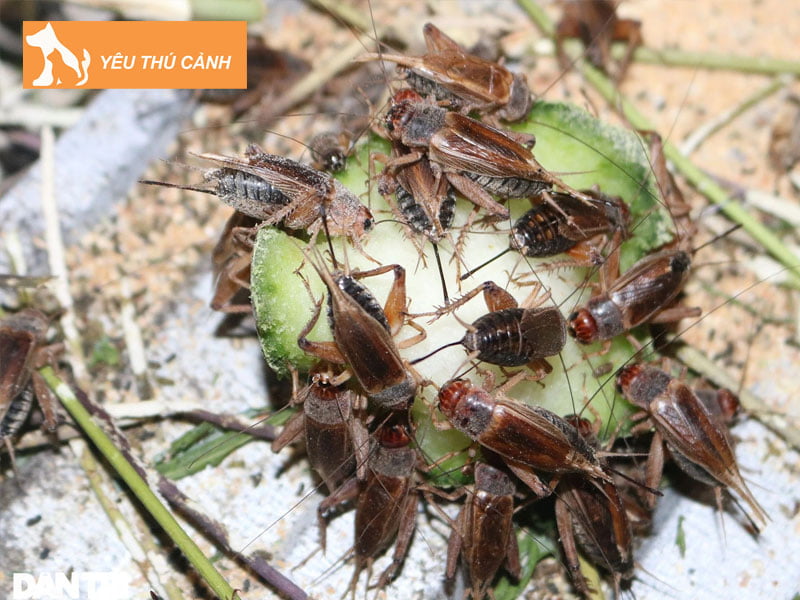 de-men-an-gi-1-thucanh