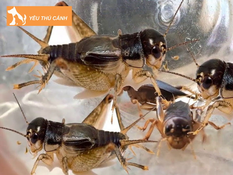 de-men-an-gi-thucanh