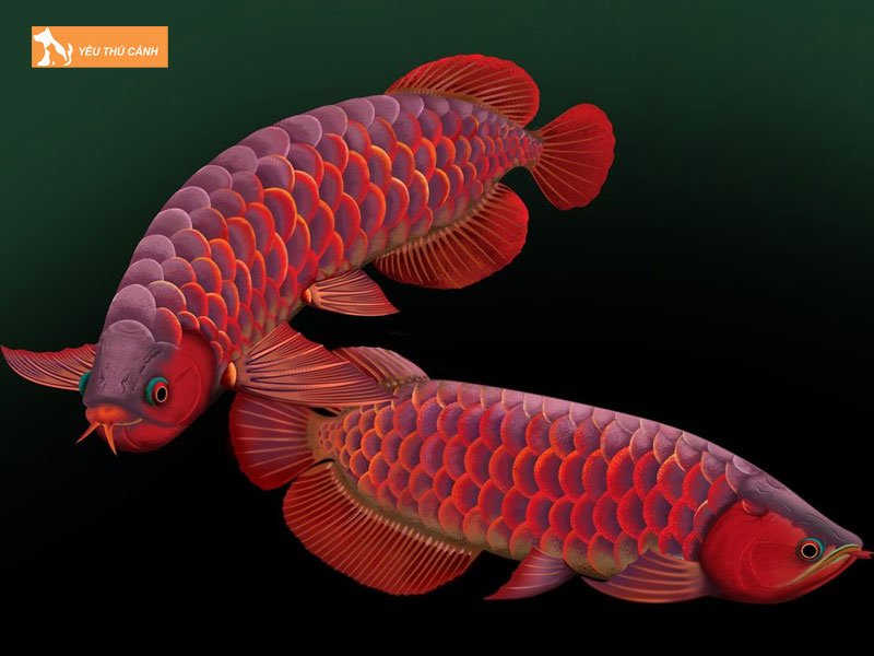 Diem-bao-nuoi-ca-rong-bi-chet-thucanh