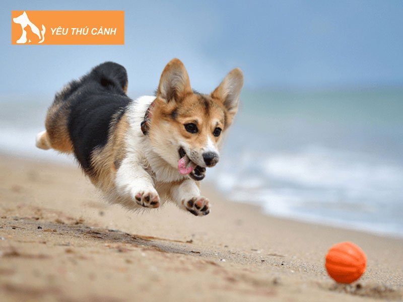 dieu-gi-se-xay-ra-neu-cho-an-nuot-phai-nhua-thucanh