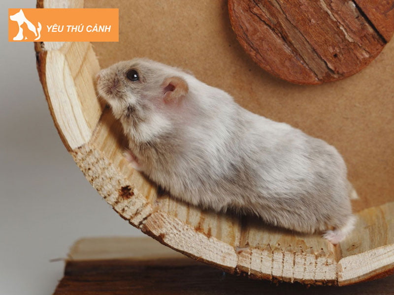 dieu-kien-de-chon-mun-cua-cho-hamster-chuan-chat-luong-thucanh
