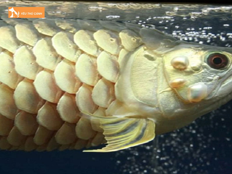 Do-tac-dong-boi-moi-truong-song-thucanh