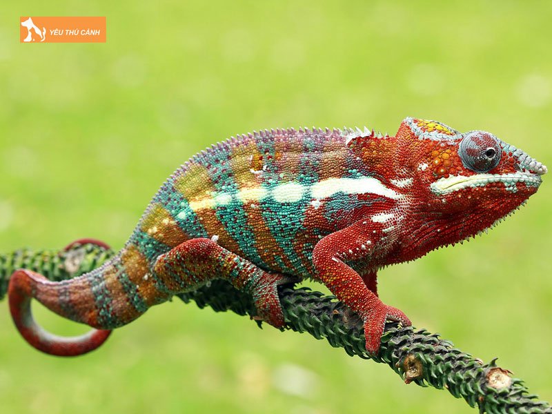 dogily-petshop-thucanh