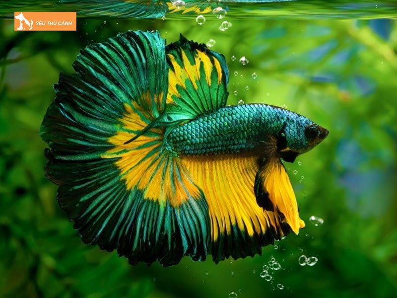 Dragon-betta-thucanh