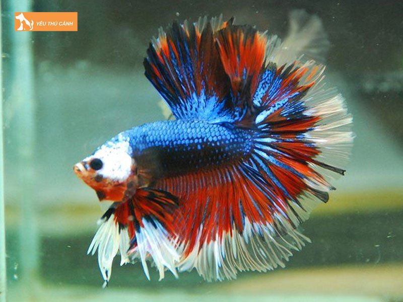Fancy-halfmoon-thucanh