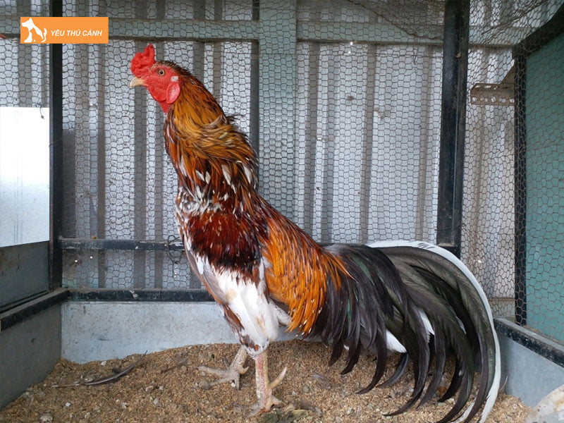 ga-cao-lanh-la-giong-ga-gi-thucanh