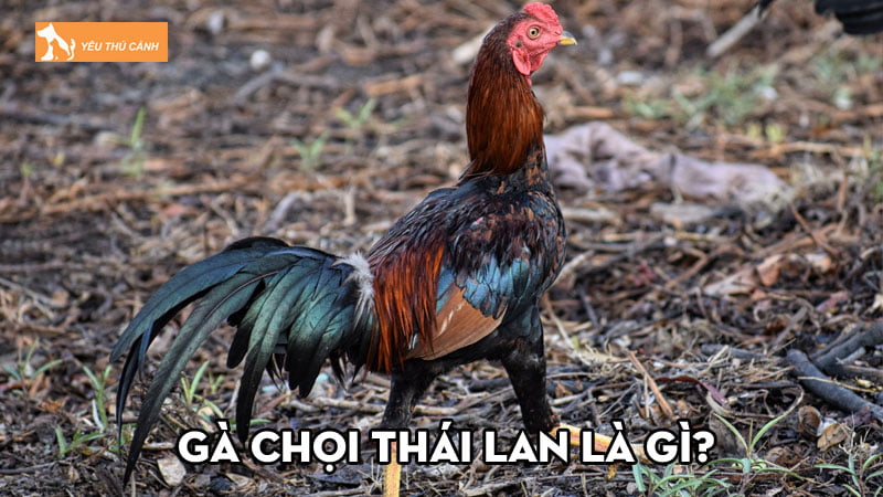 Gà chọi Thái Lan là gì? Có thực sự đá hay như lời đồn