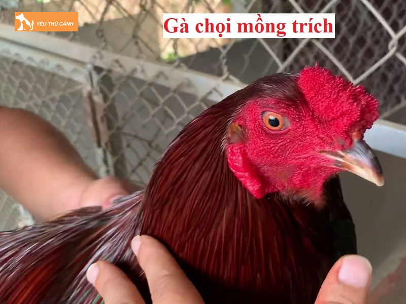 Ga-mong-trich-thucanh