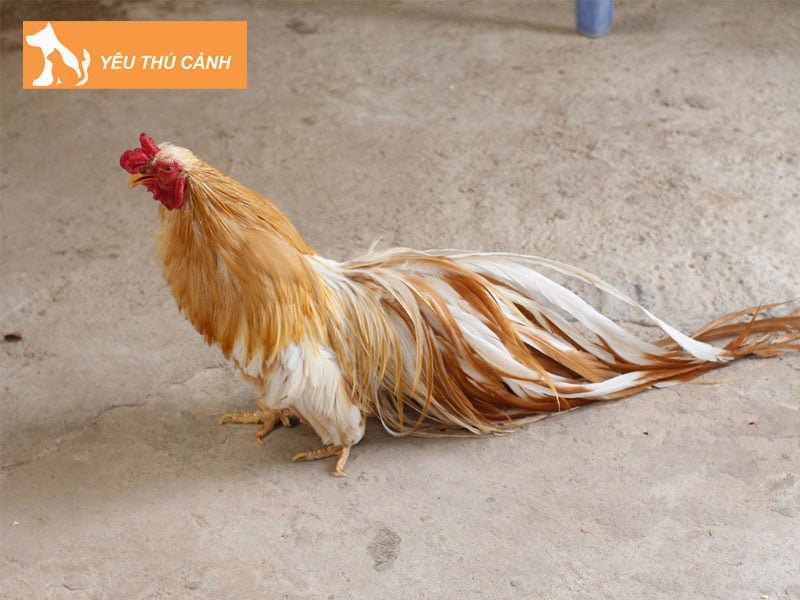 ga-tre-loai-vat-canh-hoang-da-quy-hiem-thucanh