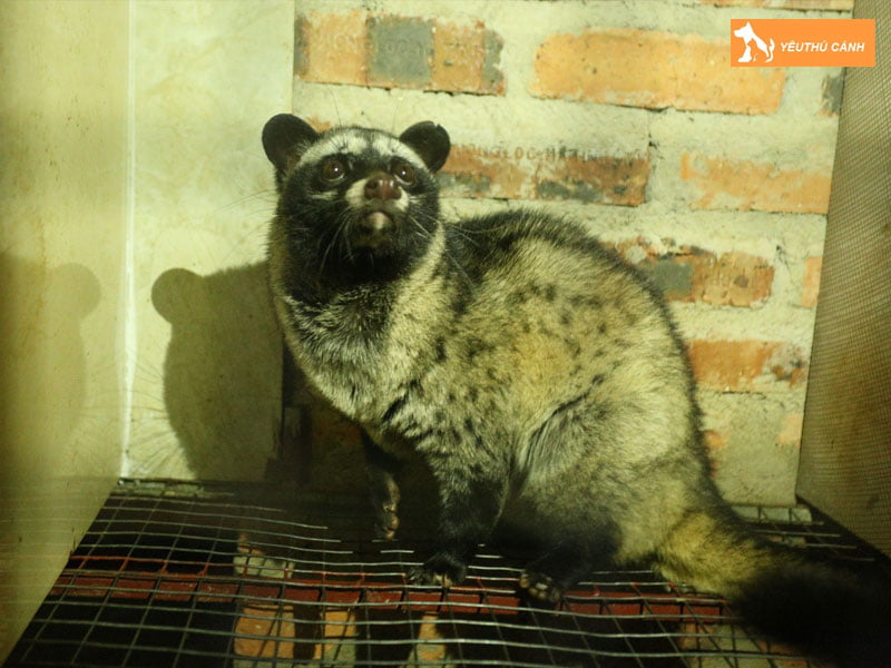 gia-ban-chon-muop-thucanh