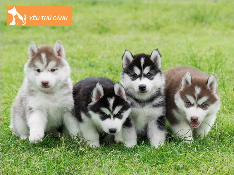 gia-ban-husky-tren-thi-truong-hien-nay-thucanh