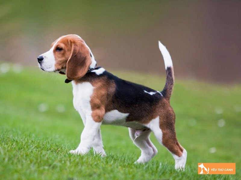 gia-ban-loai-cho-san-tho-beagle-thucanh