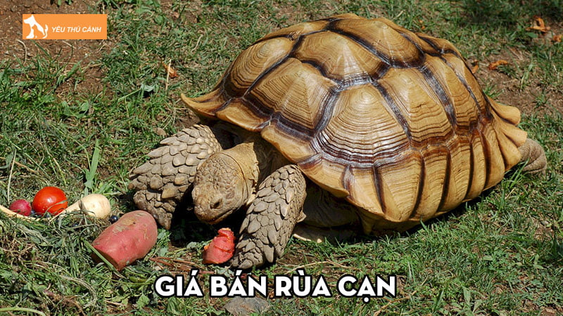 Giá bán rùa cạn và các yếu tố ảnh hưởng việc định giá