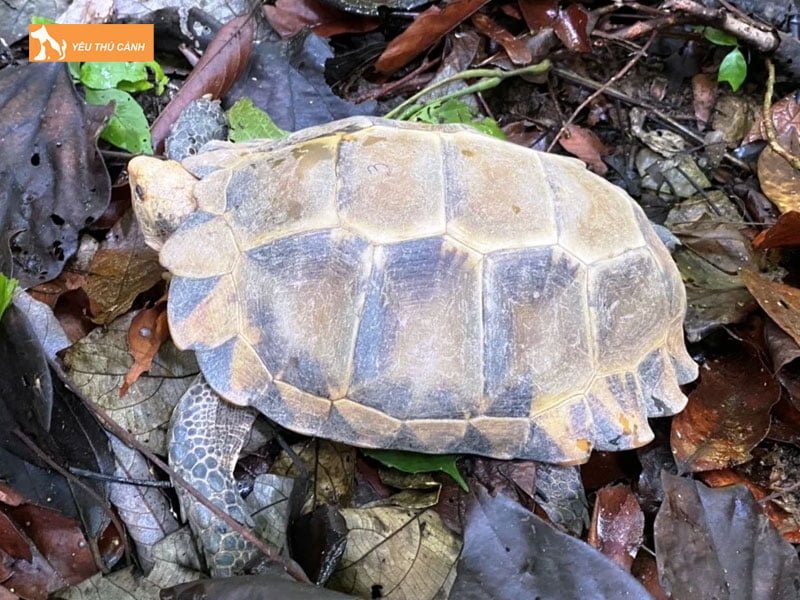 gia-ban-tham-khao-cua-rua-sulcata-la-gi-thucanh