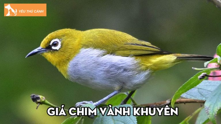 Lưu trữ Chim vành khuyên - Thú Cảnh