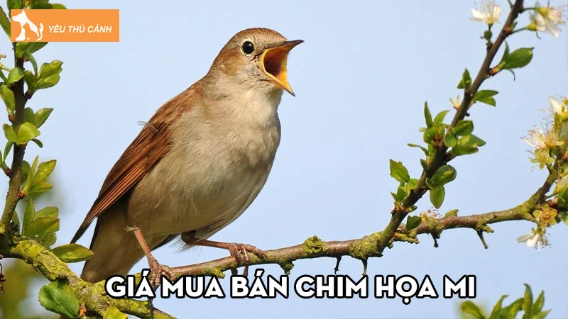 Giá mua bán chim họa mi và kinh nghiệm chọn mua chim hữu hiệu