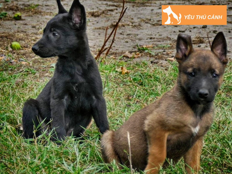 gia-thanh-cua-loai-cho-malinois-den-thucanh