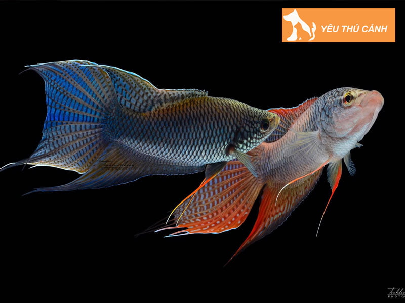 gia-tri-su-dung-cua-ca-co-thucanh