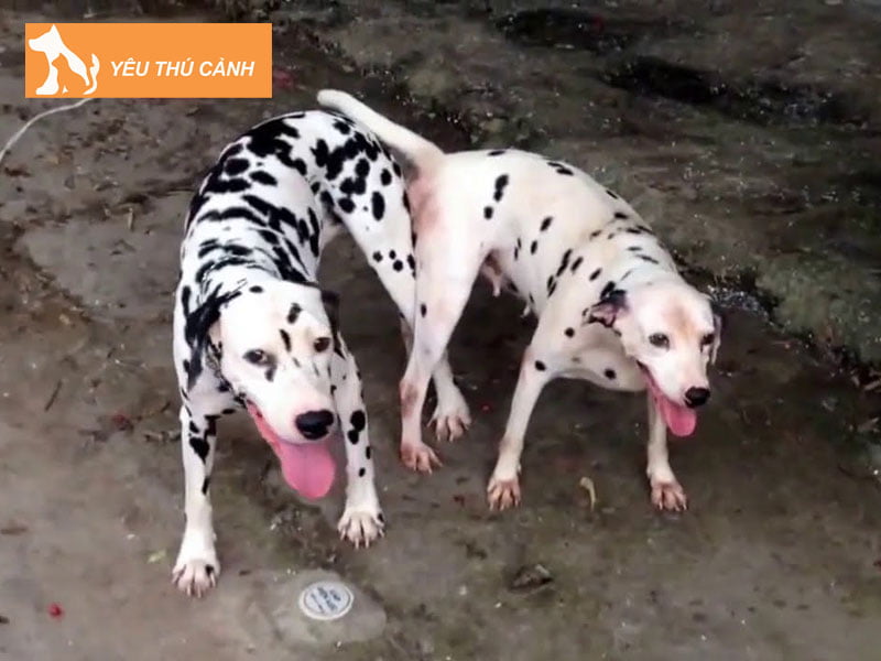 giai-dap-thac-mac-tai-sao-khi-cho-giao-phoi-lai-dinh-vao-nhau-thucanh