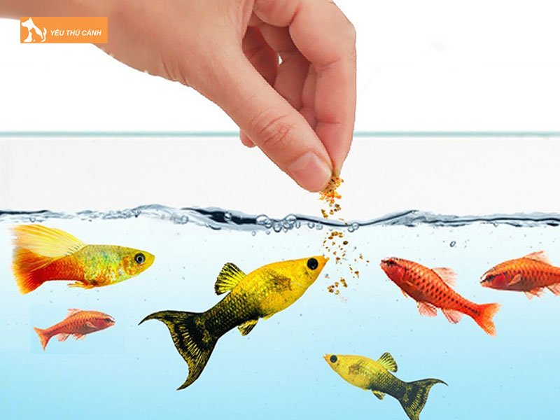 Giam-cho-ca-an-thucanh